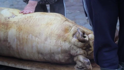 Pig Preparation for gutted Stockbeeldmateriaal 70554524