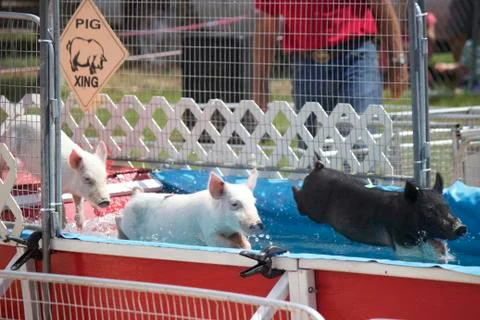 Pig Race Stock Photos