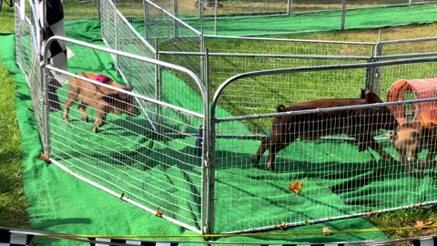 Pig racing Stock Footage 210540120