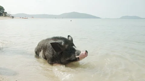 Pig relaxes in calm ocean waves on a sunny day at the beach Stock Footage 321598966