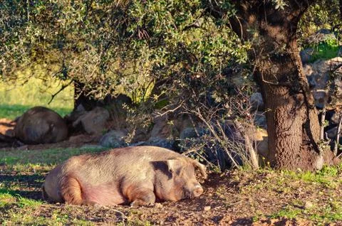 Pig resting on the ground Foto stock