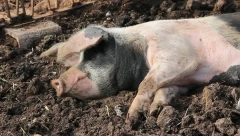 A pig resting in the mud Stock Footage