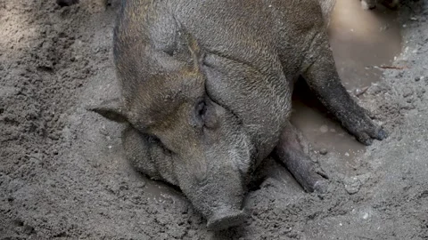 Pig Resting in Muddy Sand Stock Footage 266167001