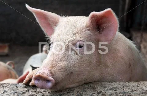 Pig resting Stock Photos