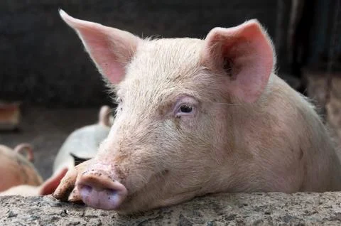Pig resting Stock Photos