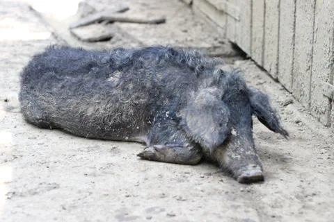 Pig resting Stock Photos