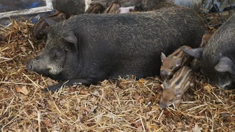 Pig rests on straw alongside its striped piglets in a pen Stock Footage 278658318