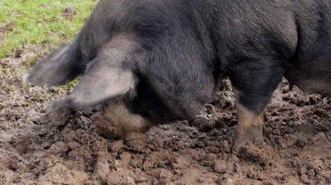 Pig rooting around in mud Stock Footage 32362889