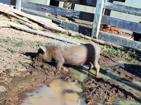 Pig rooting in the mud Foto stock