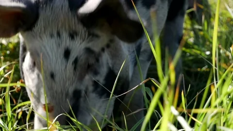 Pig Rooting Through Grass 스톡 동영상 142160005