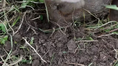 Pig Rooting Through Soil Stock Footage 142159930