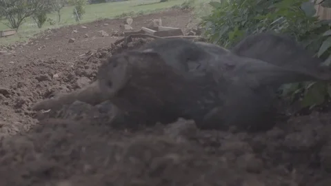 Pig rowling in mud Stock-Footage 73872836