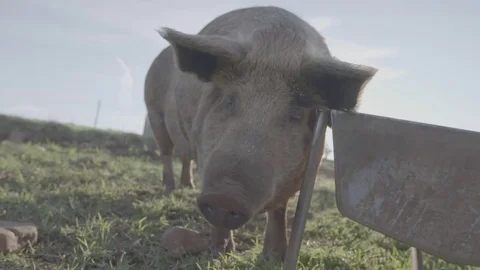 Pig rowling in mud Stock Footage 73880747