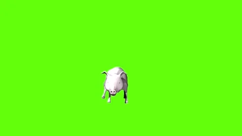 Pig run green screen animation 3D rendering Video stock 297770784