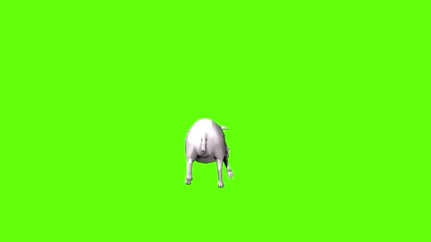 Pig run green screen animation 3D rendering Stock Footage 297770798