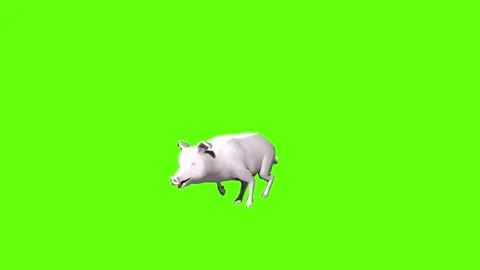 Pig run  green screen animation 3D rendering Stock Footage 297770822