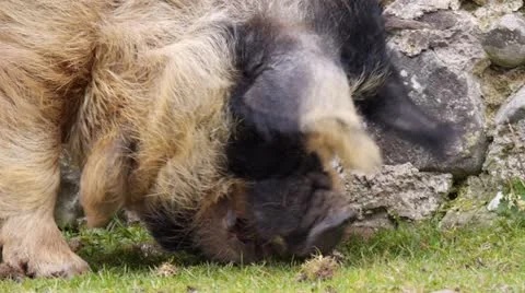 Pig Sequence (NO AUDIO) 스톡 동영상 22091408