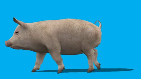 Pig Side View Walking FS Video stock 33033836