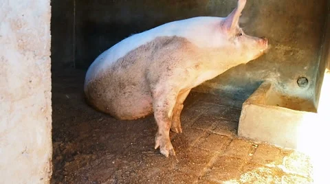 Pig sit in a stable Video stock 68102561
