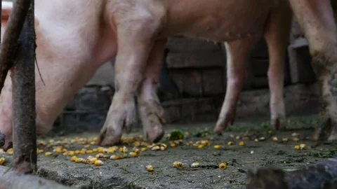 Pig sitting in a paddock in front of cages and eat grass and corn 스톡 동영상 71472020