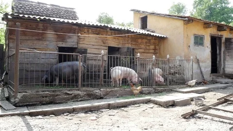 Pig sitting in a paddock in front of cages and eat grass and corn Stock Footage 78218894