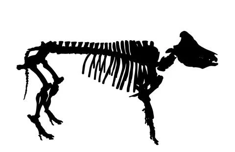 Pig skeleton vector silhouette illustration isolated Stock Illustration