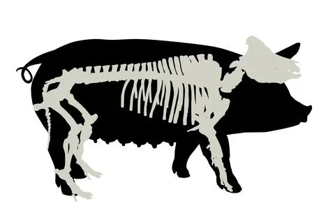 Pig skeleton vector silhouette illustration isolated Stock Illustration