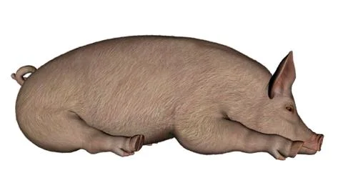 Pig sleeping - 3D render Stock Illustration