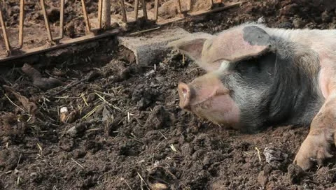 A pig sleeping in the mud Stock Footage 10916908