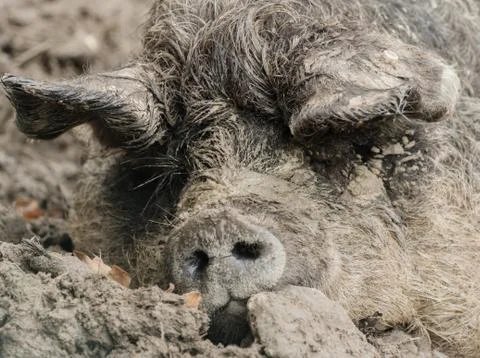 A pig is sleeping in the mud Foto stock