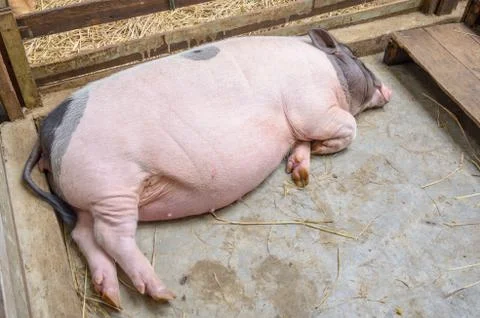 Pig sleeping in pen Stock Photos