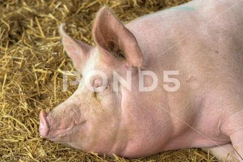 Pig sleeping in pigpen Stock Photos