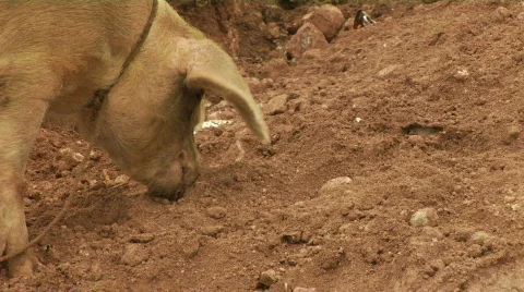 Pig sniffing Stock Footage