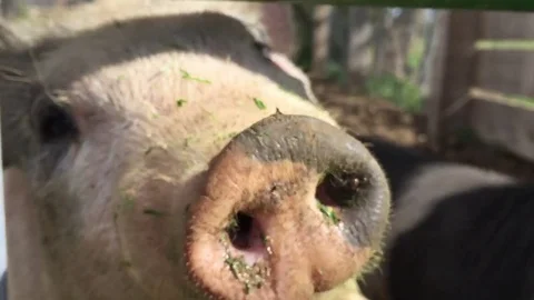 Pig sniffs close to camera, climbs gate HD Stock-Footage 75686795