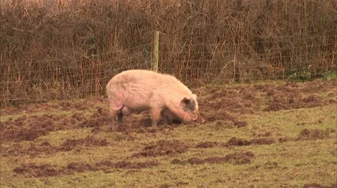 Pig Sniffs Ground at Farm B-roll HD Video Stock Footage 22150058