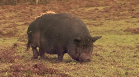 Pig Sniffs Ground at Farm B-roll HD Video Stock Footage 22150072