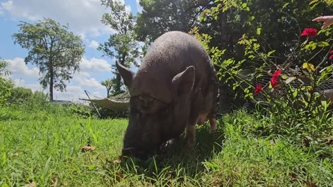 Pig Sniffs the Ground on a Sunny Day Stock Footage 247653595