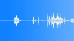 Pig Snort SFX 1Sound Effect