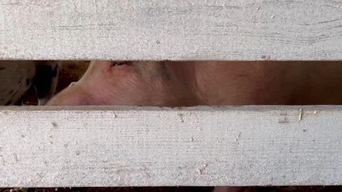 Pig Snout Peeking Through White Wooden Fence Slat Stock Footage 346977513