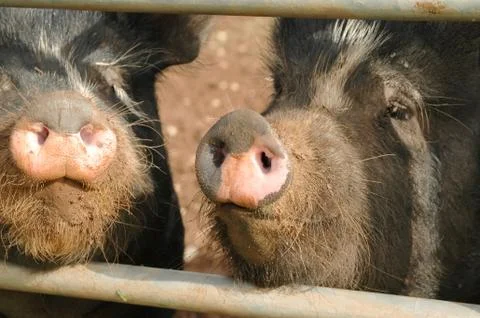Pig snouts Stock Photos