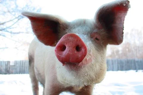 Pig in the snow Photos