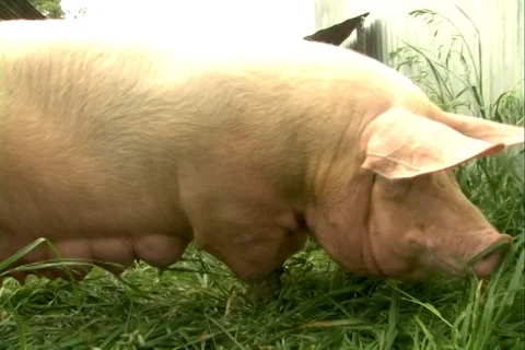 Pig sow Stock Footage 107066691