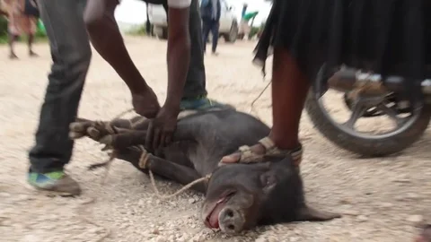 Pig squealing Stock Footage 83734689