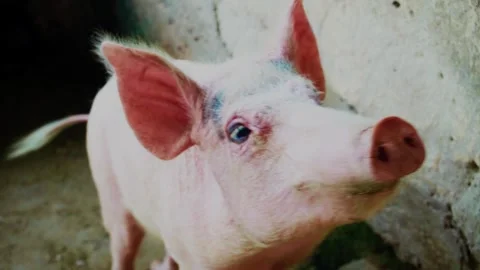 A Pig stable with  pigs Stock Footage 314780861