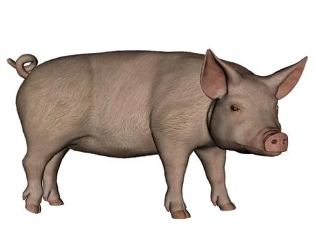 Pig standing - 3D render Stock Illustration