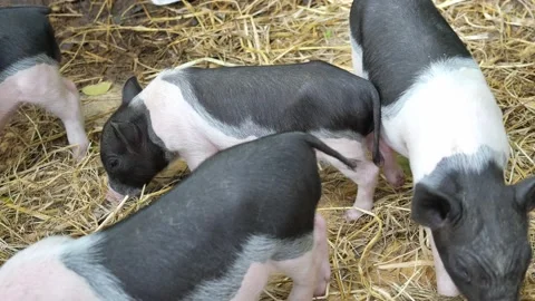 Pig standing and wagging its tail at farm Stock Footage 149654843