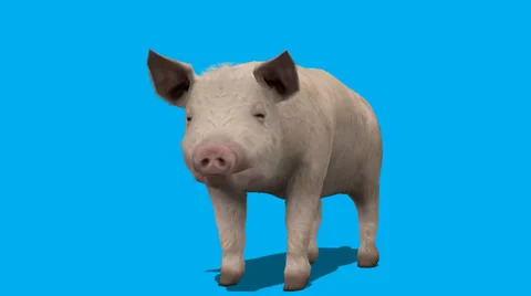 Pig Standing Idle Frontal View FS Video stock 33033832
