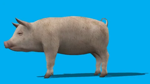Pig Standing Idle Side View FS Video stock 33033833