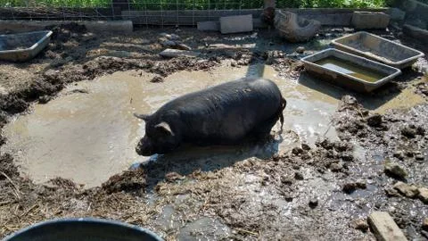 Pig standing in mud puddle Stock Photos