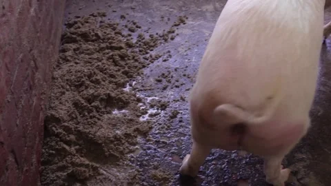 Pig Standing in Muddy Farm 스톡 동영상 333898576